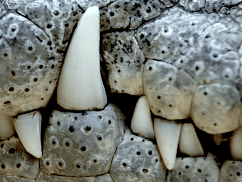 Il sogno del&nbsp;coccodrillo